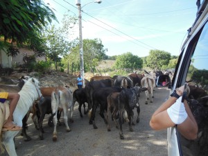 Cows in the street